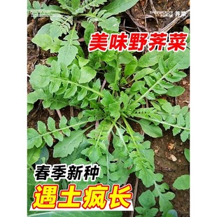 Wild Chard Seeds, All-Season Vegetable Seeds, Crop Seeds for Balcony and Garden Potted Planting, Selected Seeds for Farm Gardens