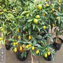 �����Ƥ�ۻ�Ƥ�����l�����޽�����X���������Ә��箔��Y��