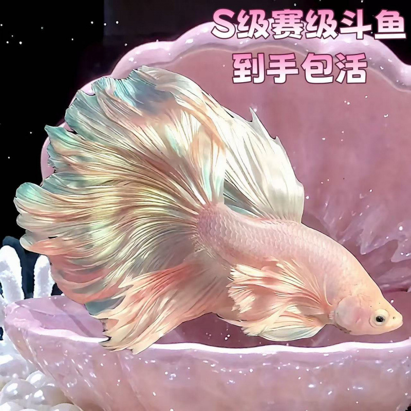 泰国赛级懒人斗鱼仙女宠物婚纱纯白超美半月热带观赏鱼好养耐活厂