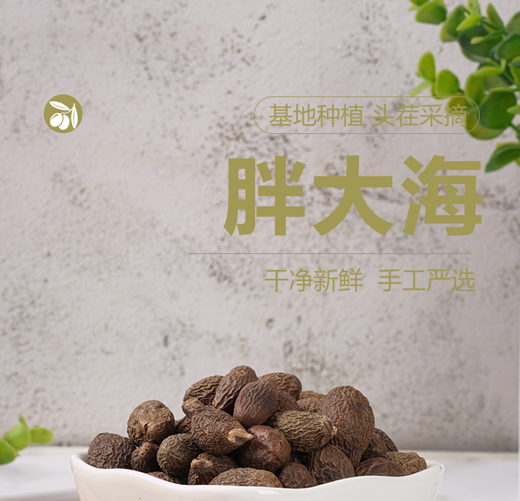 Pang Da Hai (Sterculia lychnophora) — Dried Round Fruit for Herbal Tea, 140g Jar quality and texture
