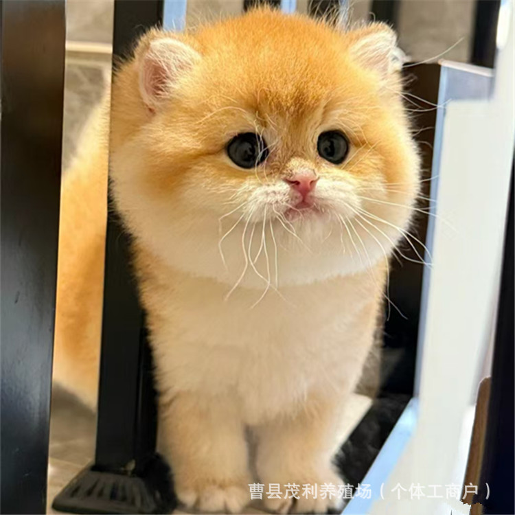 British Short Ny12 Gold Gradient Purebred Kitten Live Long Hair Gold Gradient Cat Live Object Gold Gradient Short-Legged Napoleon British Short Ny12 Gold Gradient Purebred Kitten Live Long Hair Gold Gradient Cat Live Object Gold Gradient Short-Legged Napoleon