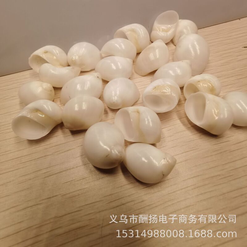 80種類の天然貝殻と巻き貝をポンド単位で販売、手作り材料、DIY、ヤドカリ、水槽造園用小貝殻|undefined