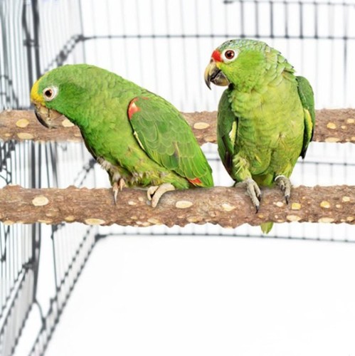 Parrot toy bird supplies, chili wood perch bar stand, various sizes, bird cage accessories, nail and beak grinding tools