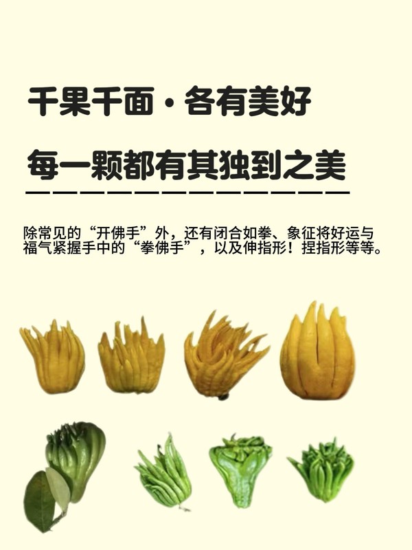 云南高山观赏插花大果清供佛手柑摆放室内植物新鲜金华佛手柑果|undefined