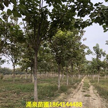 苗圃销售梧桐树载上梧桐树招来金凤凰规格齐全小区街道种植绿植