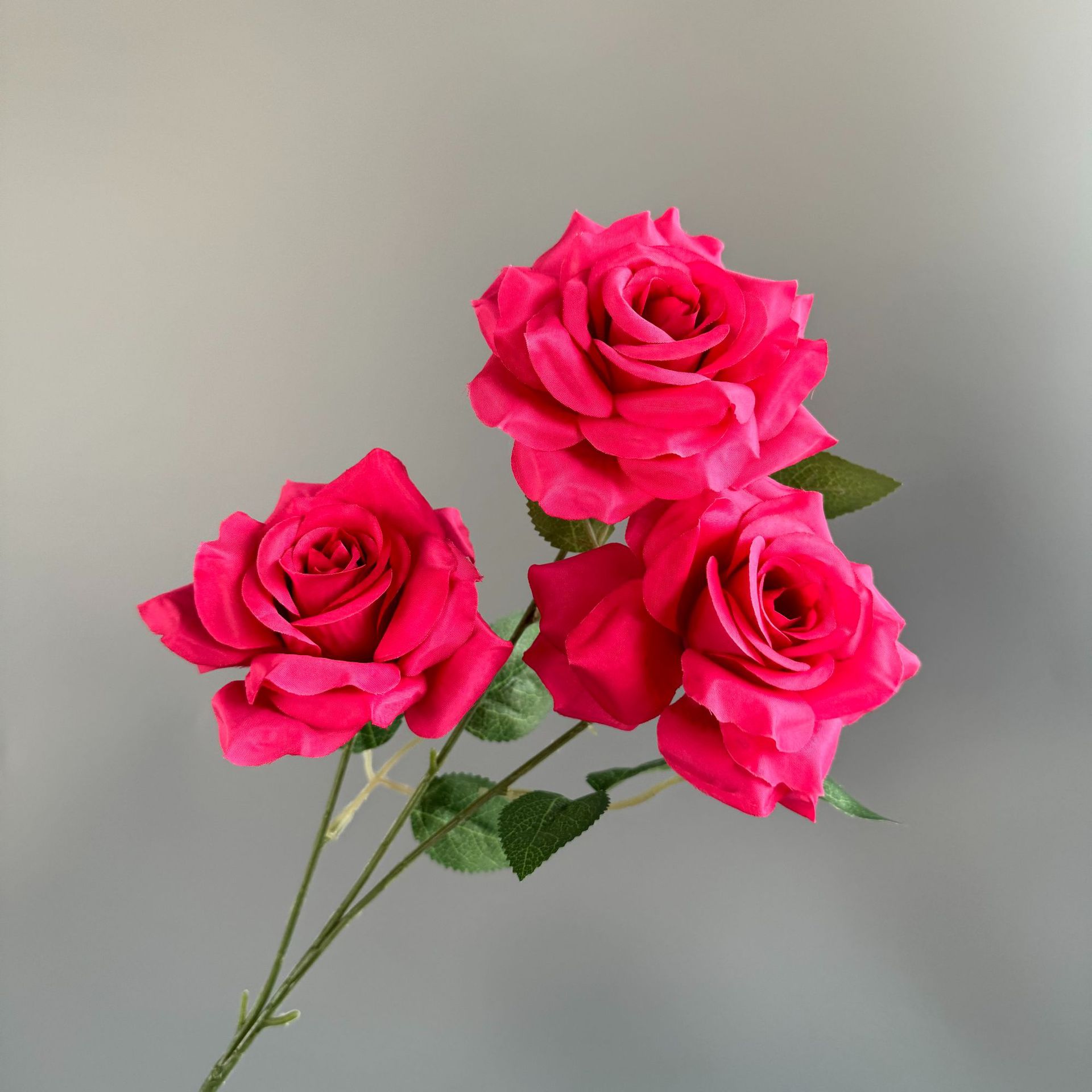 로즈 레드(잎 없음)