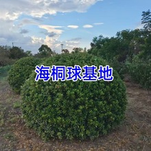 海桐球批七里香叶海桐球树苗植物高杆单干海桐球柱子绿篱大小杯