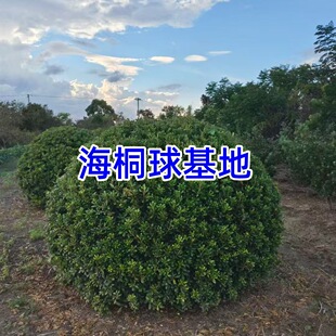 ��ͩ�����������~��ͩ�����ֲ��ߗU�θɺ�ͩ�����ӾG�h��С��