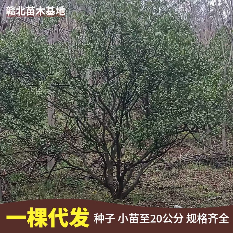 Самостоятельно выращенные и продаваемые саженцы кумквата, апельсины, мандарины, красные апельсины, мандарины Гуанфэн, натуральные дикие.