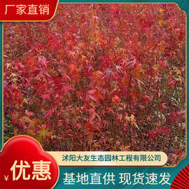 基地大量供应 工程绿化植物 鸡爪槭种苗 乔木