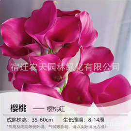 首领海芋可水培花卉绿植白色马蹄莲花苗盆栽室内阳台植物马蹄莲