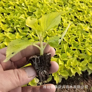 Large Quantity Discount, Colorful Grass Plug Seedlings, Flame Green Colorful Grass, Qingzhou Seasonal Grass Florals and Flower Arrangements