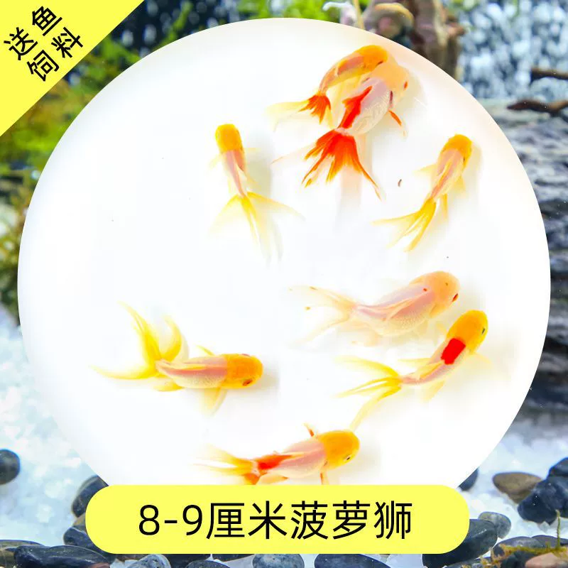 Read the galloping taboo 彂鍏 娲 娲 board