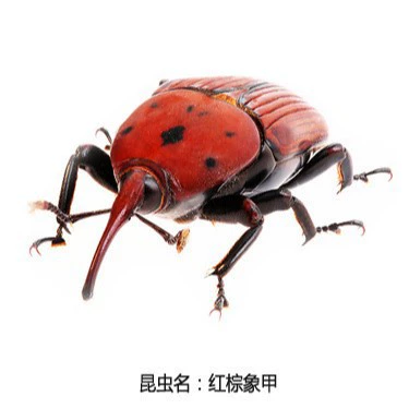 Приманка для красно-коричневых жуков-капризников для привлечения красно-коричневых жуков-капризников в качестве сельскохозяйственной приманки-ядра-аттрактанта