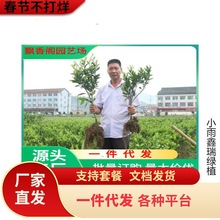 基地批发砂糖桔苗果树苗无核砂糖橘苗沙糖桔苗橘子苗当年结果