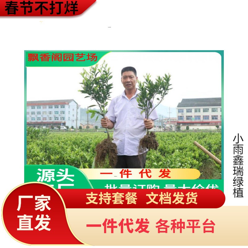 基地批发砂糖桔苗果树苗无核砂糖橘苗沙糖桔苗橘子苗当年结果