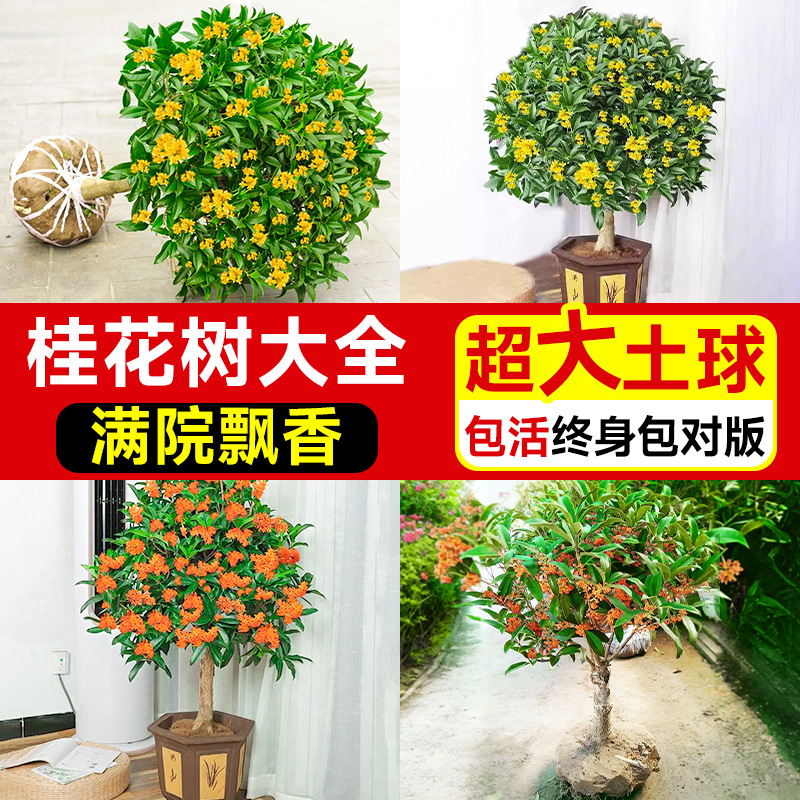 桂花树苗盆栽大树四季桂金桂状元红丹桂花树户外庭院名贵树好养活