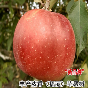 �����t��ʿ�O�������ϱ����Nֲ��Ʒ�N���ԟ���8̖�O����̻�����