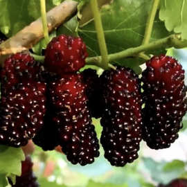 果桑苗树莓苗桑葚苗养蚕果树苗南方北方种植桑树树苗桃树高产树苗