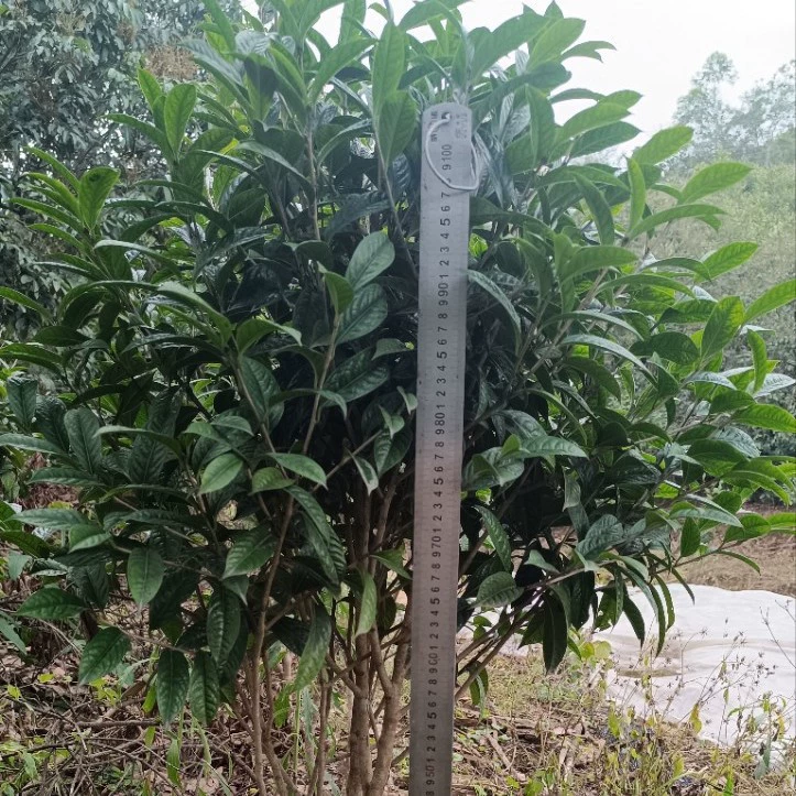 Fangchenggang City, Fangchenggang, оригинальное качество, 10 лет, Корона дерева