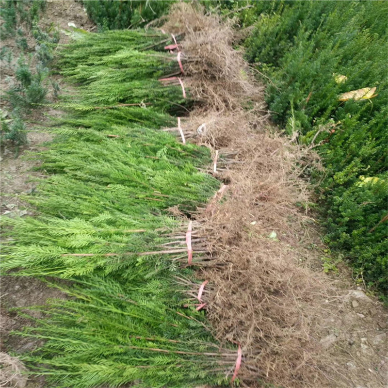 基地批发珍贵苗木曼地亚红豆杉小苗别墅园林绿化观赏树南北方种植