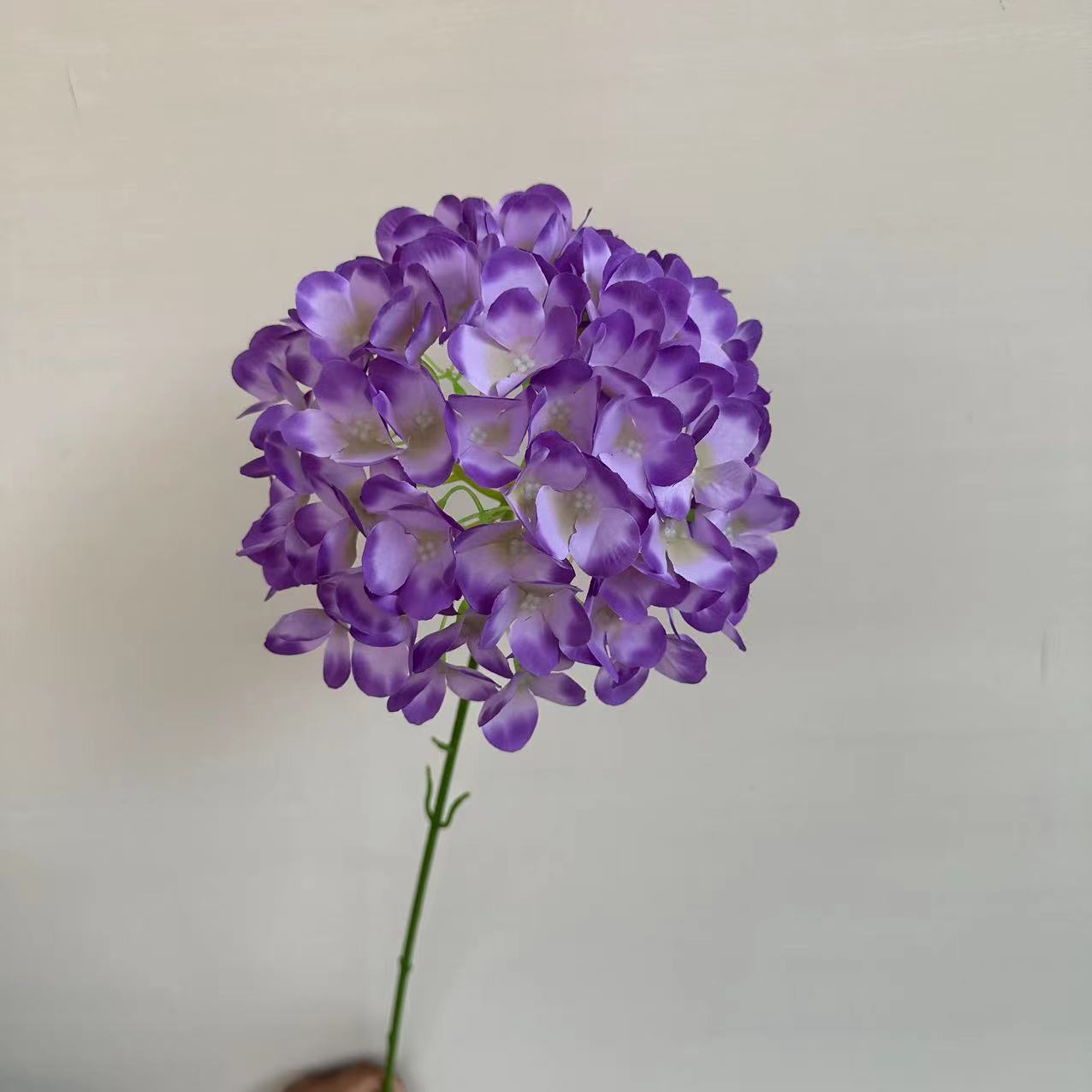 单支绣球 紫色