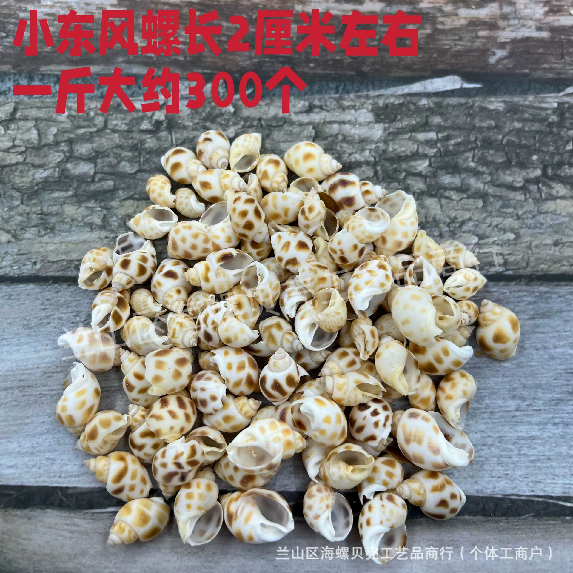 Shell Natural Shell Conch Stars Drifting Bottle Shell Crafts Wholesale Diy Handmade Shell Materials
