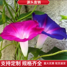 牵牛花种子爬藤混色园林景观工程绿化花种子斤装阳台盆栽四季播