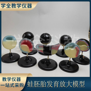 Frog Embryo Development Amplification Model Eight Periods Development Tissue Structure Biological Experiment Demonstration Model Teaching Aids