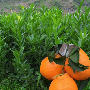 �����ҰҸ��� ������ľ���l��ُ�r��DƬ�޽Ӄ��|��Ҋ����