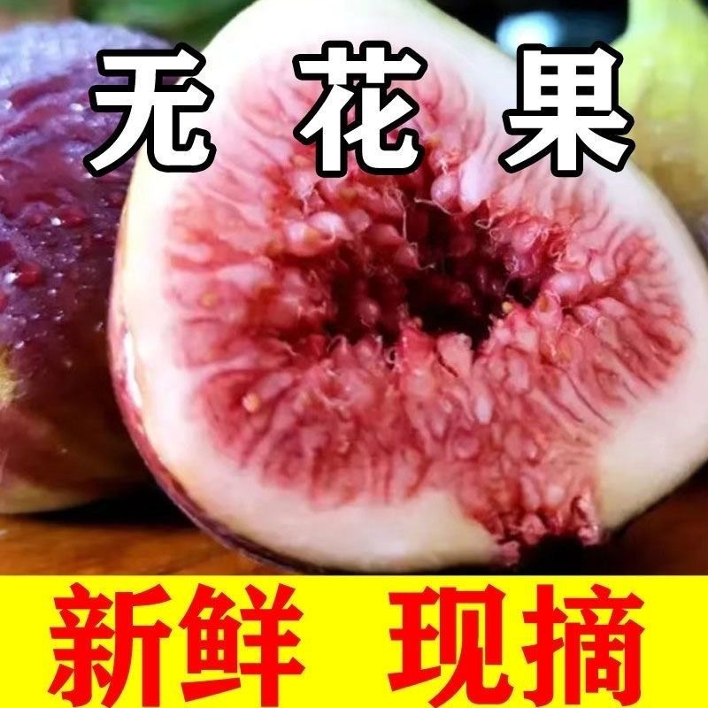 顺丰速运无花果新鲜水果品仙奶浆鲜果天然水果非无花果干青红皮