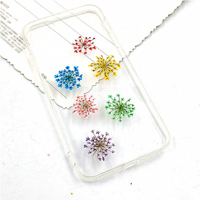 雪珠花 吸色然蕾絲花幹花壓花真樹葉植物標本臉部裝飾花瓣妝貼臉