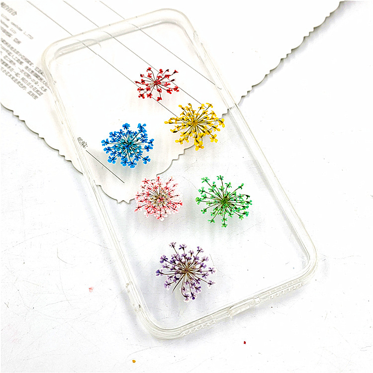 雪珠花 吸色然蕾絲花幹花壓花真樹葉植物標本臉部裝飾花瓣妝貼臉