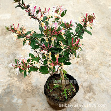 盆栽金银花苗木三年树苗 红色系观花直杆露地树苗 落叶性藤本植物