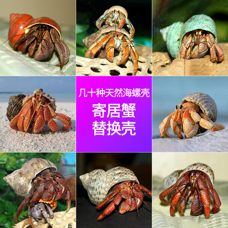天然海螺贝壳批发寄居蟹替换壳卷贝鱼繁殖蜗牛壳鱼缸造景水族装饰