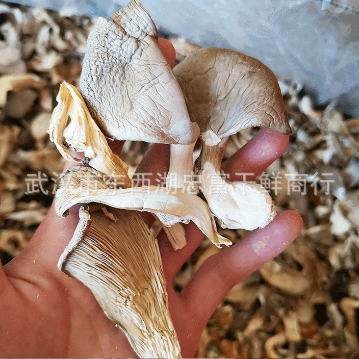 基地卸売り乾燥シイタケ500gシイタケ乾燥食用菌南北乾燥貨物ばら積菌バッグ|undefined