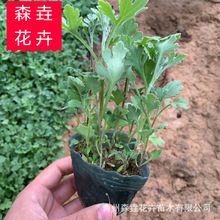 �ر��վջ� �＾����԰���̻�������ľ ���Թ�Ӧ������� �ر���
