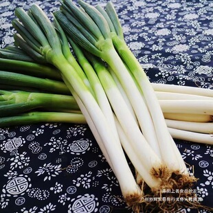 ɽ�|���[���r���[�ؼ�10/5���F�U���[�������L��ë�[պ�u���[���]