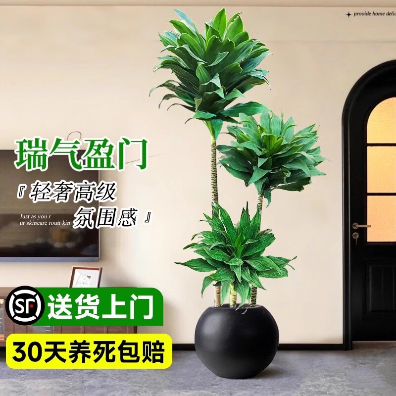 Trendy Large Green Plant Potted Tree for Living Room, Large Floor Plant That Absorbs Formaldehyde, Dracaena Dracenaefolia Trendy Large Green Plant Potted Tree for Living Room, Large Floor Plant That Absorbs Formaldehyde, Dracaena Dracenaefolia