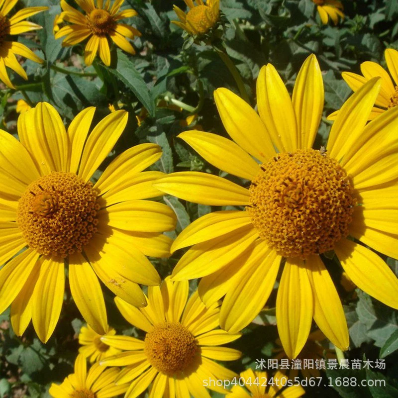 Семена подсолнечника для домашнего садоводства и ландшафтных проектов, ландшафтного дизайна дворовых вилл, легко поддающиеся уходу семена для ландшафтного дизайна цветочного моря.