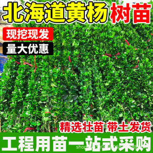 �S����編�����౱����������G�h�ʠ�ֱ������ͥԺ�ļ������ͺ�