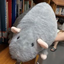 С�t��ͬ�֦��ë�q��߹��з���������ż�ɐ۾��¸��ֵ��֦��