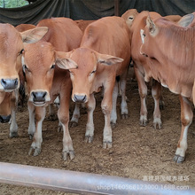 ���w��ţ��С�Sţ ���ʸ�����ţ�Bֳ �����Sţ200-400�� ����ţ��