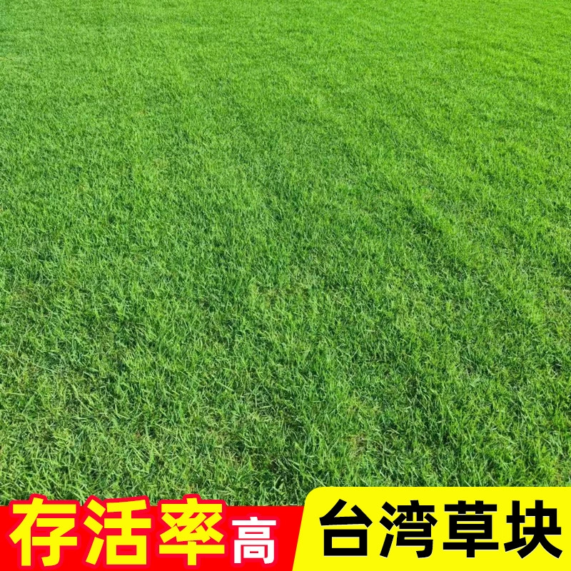 Гуандун Хуэйчжоу садовый зеленый газон
