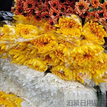 菊花鲜花清明节祭奠扫墓祭祖拜山黄白菊花新鲜广州直批白菊花花束