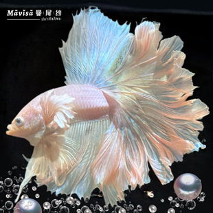 Thai Betta Ornamental Goldfish Fry Live One Male and One Female Breeding Small Fish Tank Tropical Freshwater Pet