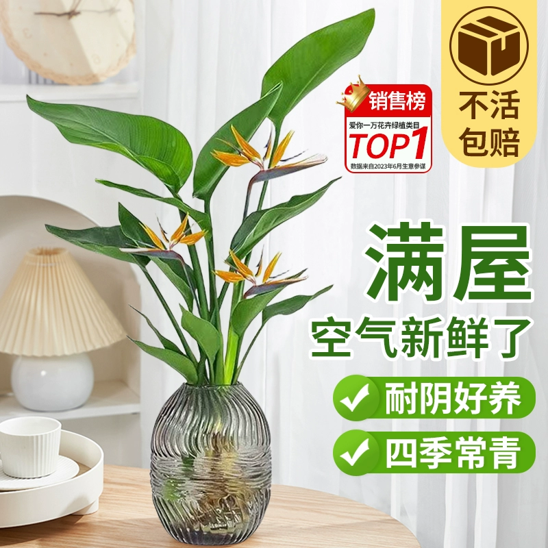 Птица рая, цветочное растение в горшке, домашнее растение, легко кормить, беспочвенная гидропоника, настольная стрелиция, зеленое растение для гостиной, поглощает формальдегид