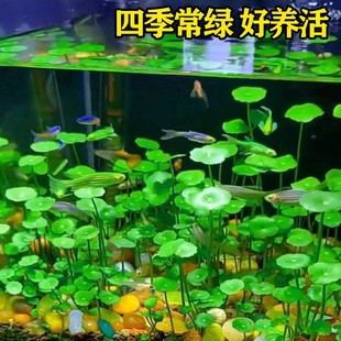 Songyin Water Grass Seeds Ecological Glass Bottle Real Plant Seeds Potted Package Hydroponic Green Plants Copper Money Grass Tank Fish Tank