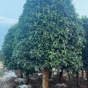 �����͹𻨘���ͥԺ���Խ�𵤹��ļ����¹𹤳̾G�����ع𻨴��