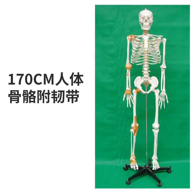 85cm�������ģ��170cmȫ�����˹Ǽ�����ģ��С���ý�ѧ��׵ģ��